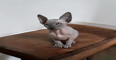 Sphynx cats - Advert 3