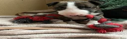 English Bull Terrier dogs for sale: Bull terrier standard. KC registered. BOY - Advert 11
