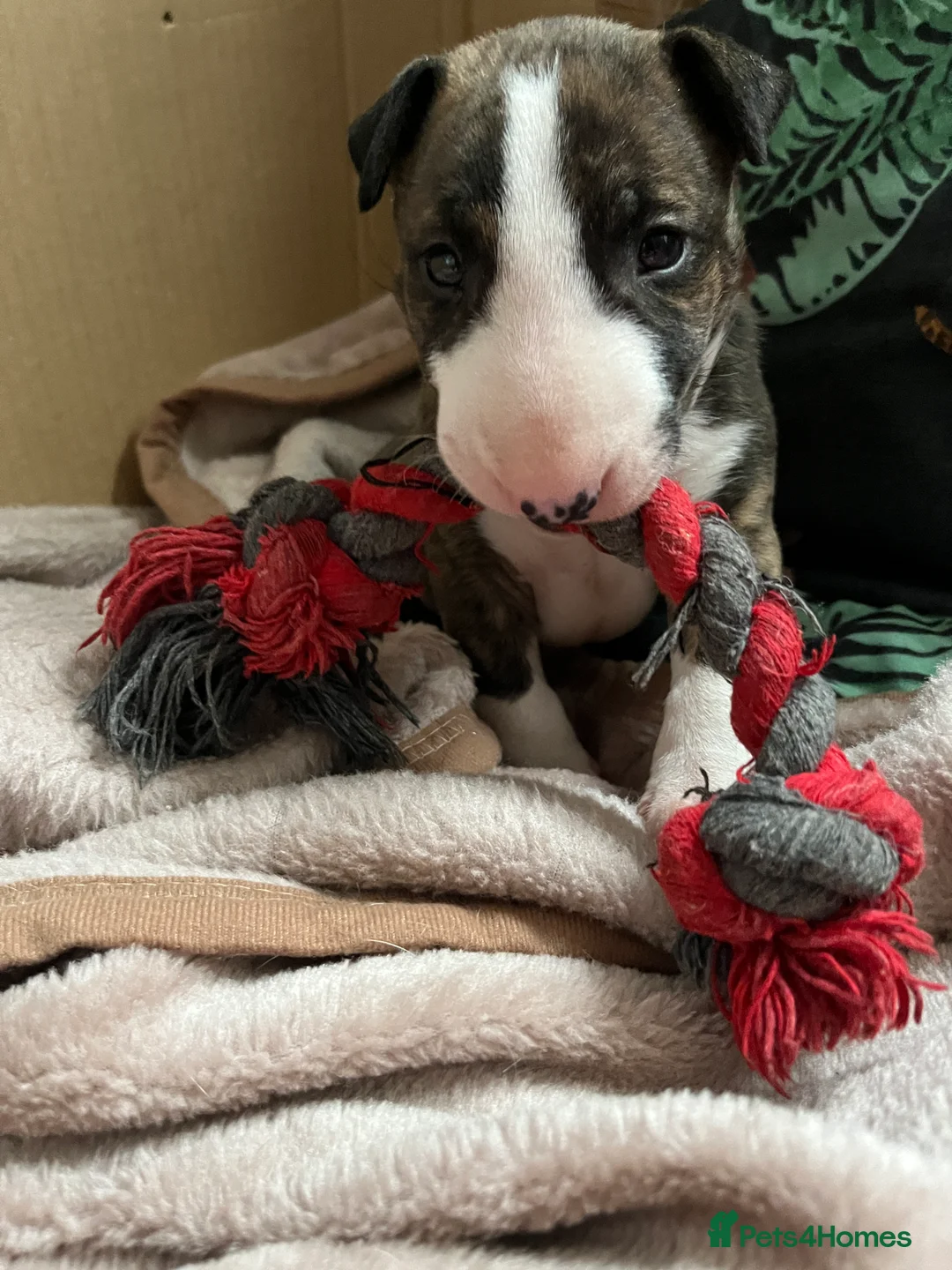 English Bull Terrier dogs for sale: Bull terrier standard. KC registered. BOY - Advert 11