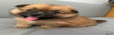 Pomeranian 2