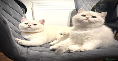 Scottish Fold cats 😻Pure breed Stunning Scottish straight angels 😻 - Advert 1