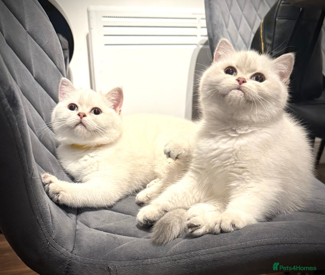 Scottish Fold cats for sale: 😻Last Two Stunning Scottish straight girls 😻 - Advert 17