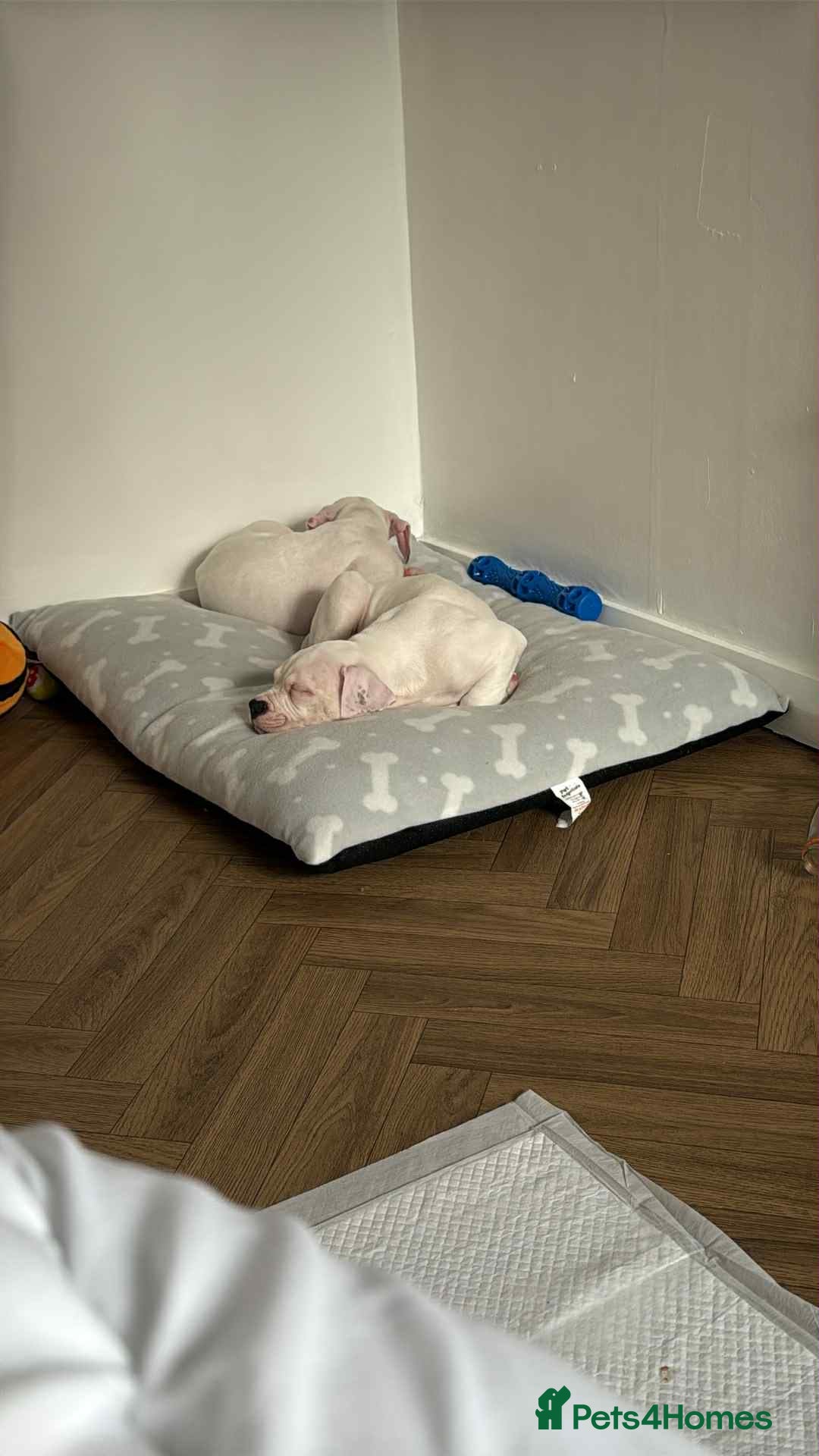 American Bulldog dogs for sale: Female American bulldog - Image 5