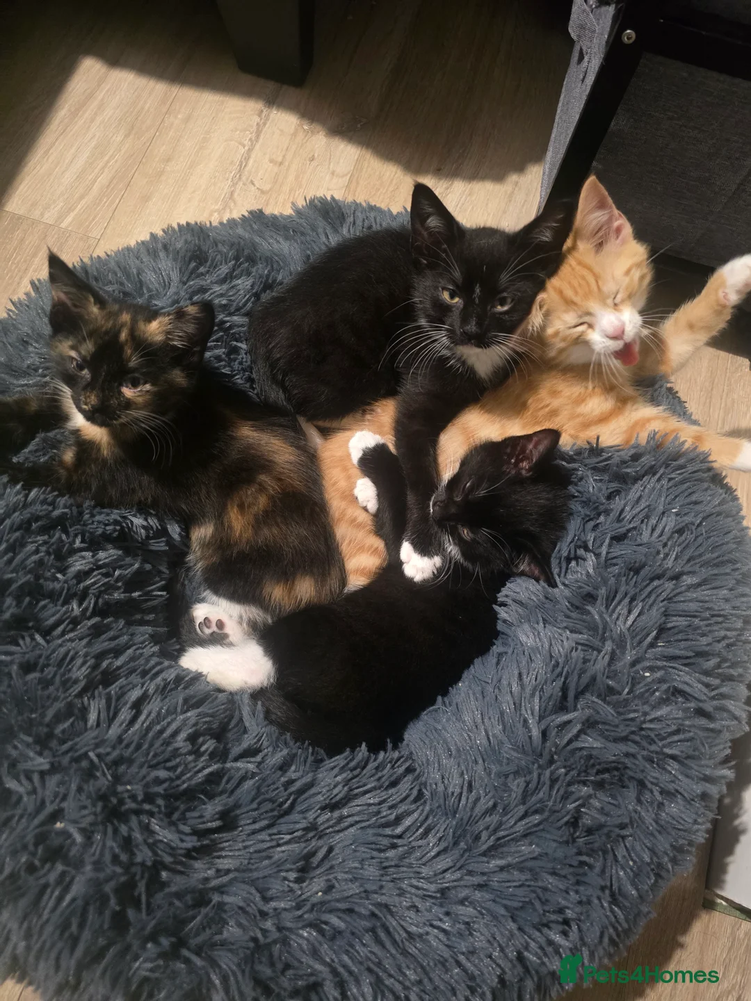 Mixed Breed cats for sale: Adorable Kittens (tri colour/ginger/tuxedo) Ready in Sheffield - Advert 8