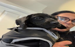 Mixed Breed dogs for sale: Docker puppy’s  - Image 5