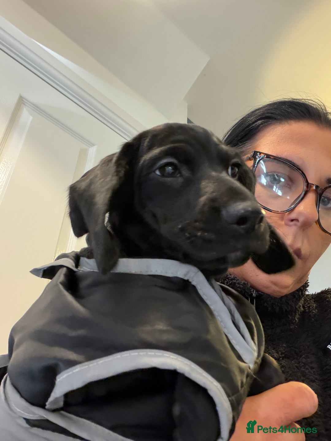 Mixed Breed dogs for sale: Docker puppy’s  - Image 5