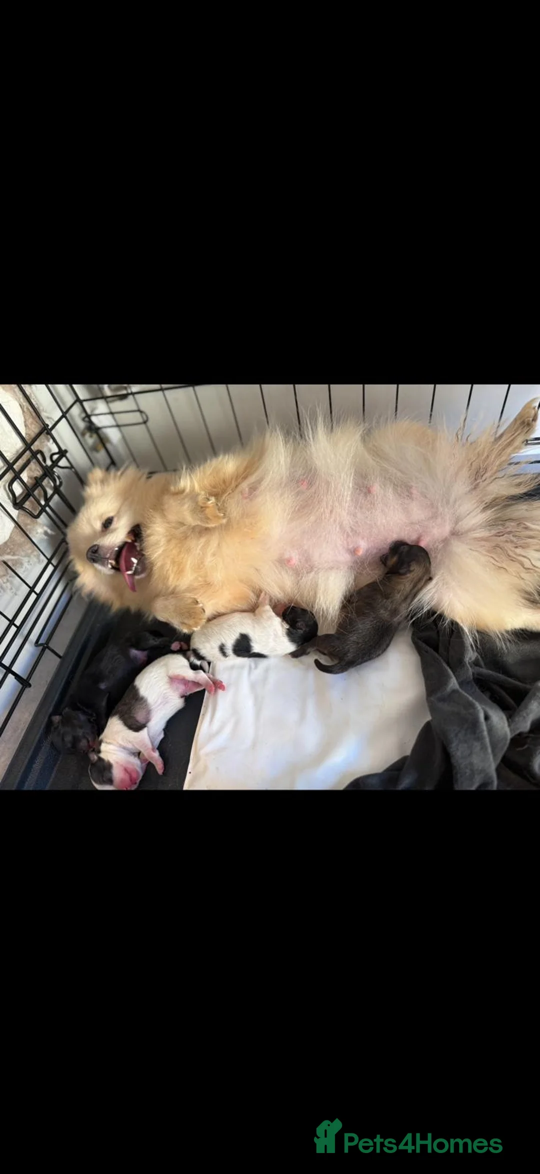 Pomeranian dogs for sale: Beautiful poom - Advert 2
