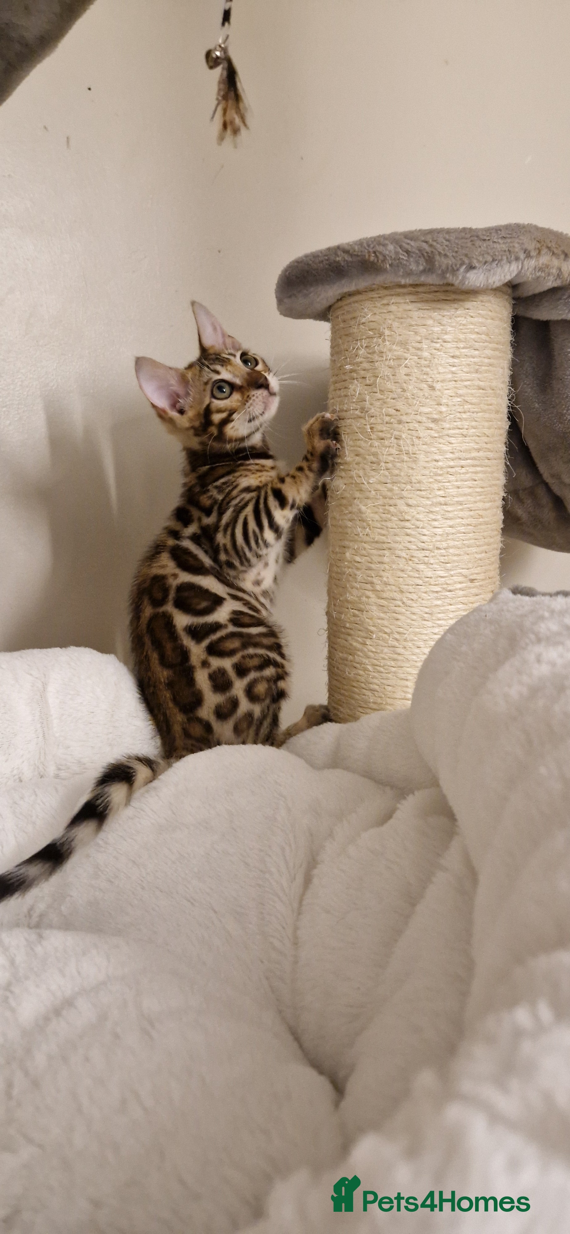 Bengal cats Beautiful kittens 🥰Ready to go❤️ - Advert 1