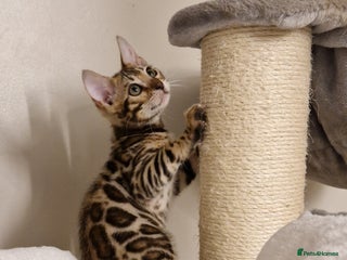 Bengal cats Beautiful kittens 🥰Ready to go❤️ - Advert 1
