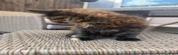 Maine Coon cats for sale: Ready now ⭐️ Maincoon Tica kittens - Advert 19