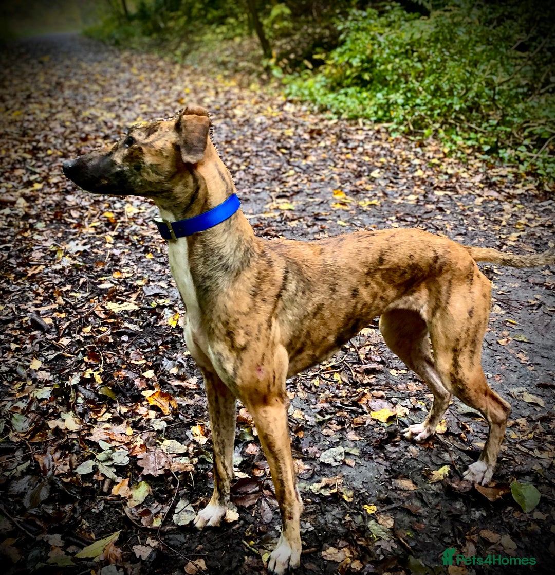 Lurcher dogs for sale: Fantastic bred lurcher puppies. Bull x - Advert 16