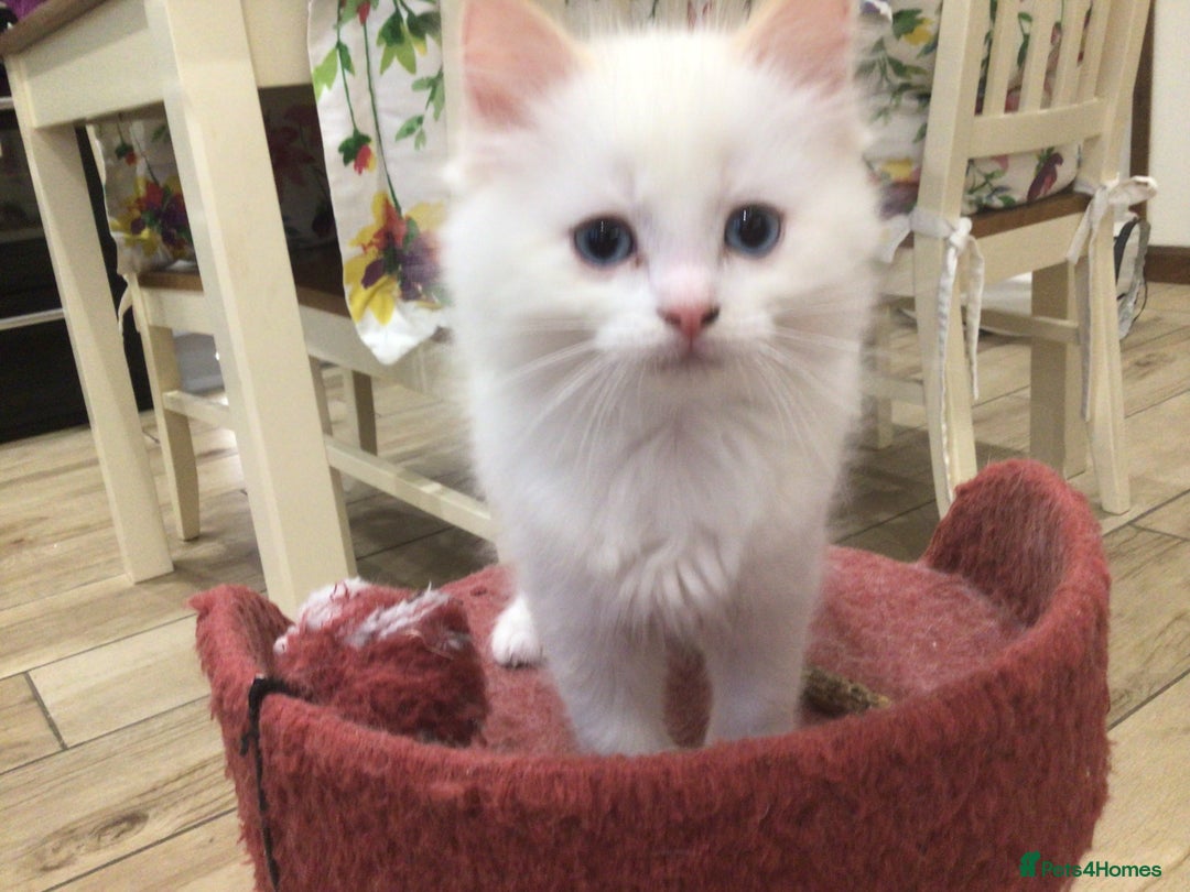 Ragdoll cats for sale: Beautiful Flame/ Cream Ragdoll kittens - Advert 3