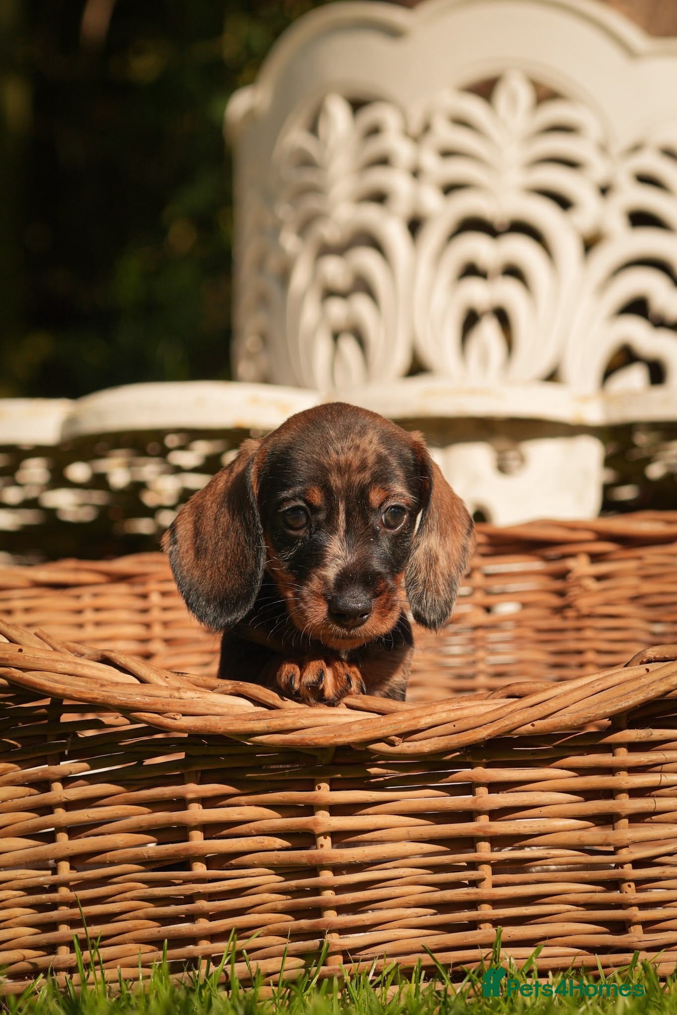 Dachshund dogs Rare Standard Wire Haired Dapple Dachshunds  - Advert 2