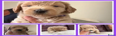 Mini Goldendoodle 4