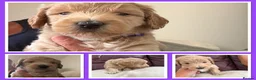 Mini Goldendoodle dogs for sale: MINI GOLDENDOODLE - Advert 5