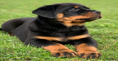 Rottweiler dogs - Advert 14