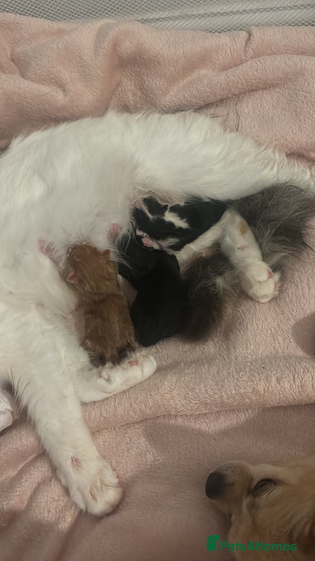 Domestic Shorthair cats for sale: 3 male kittens  - Image 3