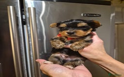 Yorkshire Terrier dogs for sale: 💝Beautiful Miniature Babies from 250g💝 - Image 17