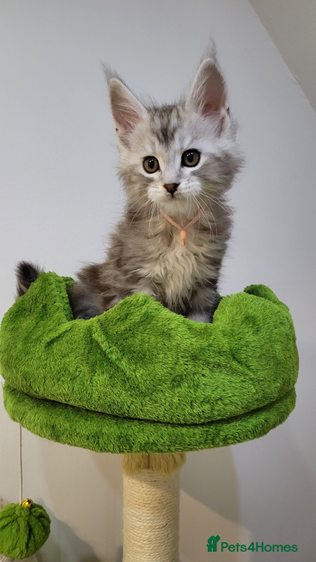 Maine Coon cats for sale: Tica registered Maine coon kittens  - Advert 8