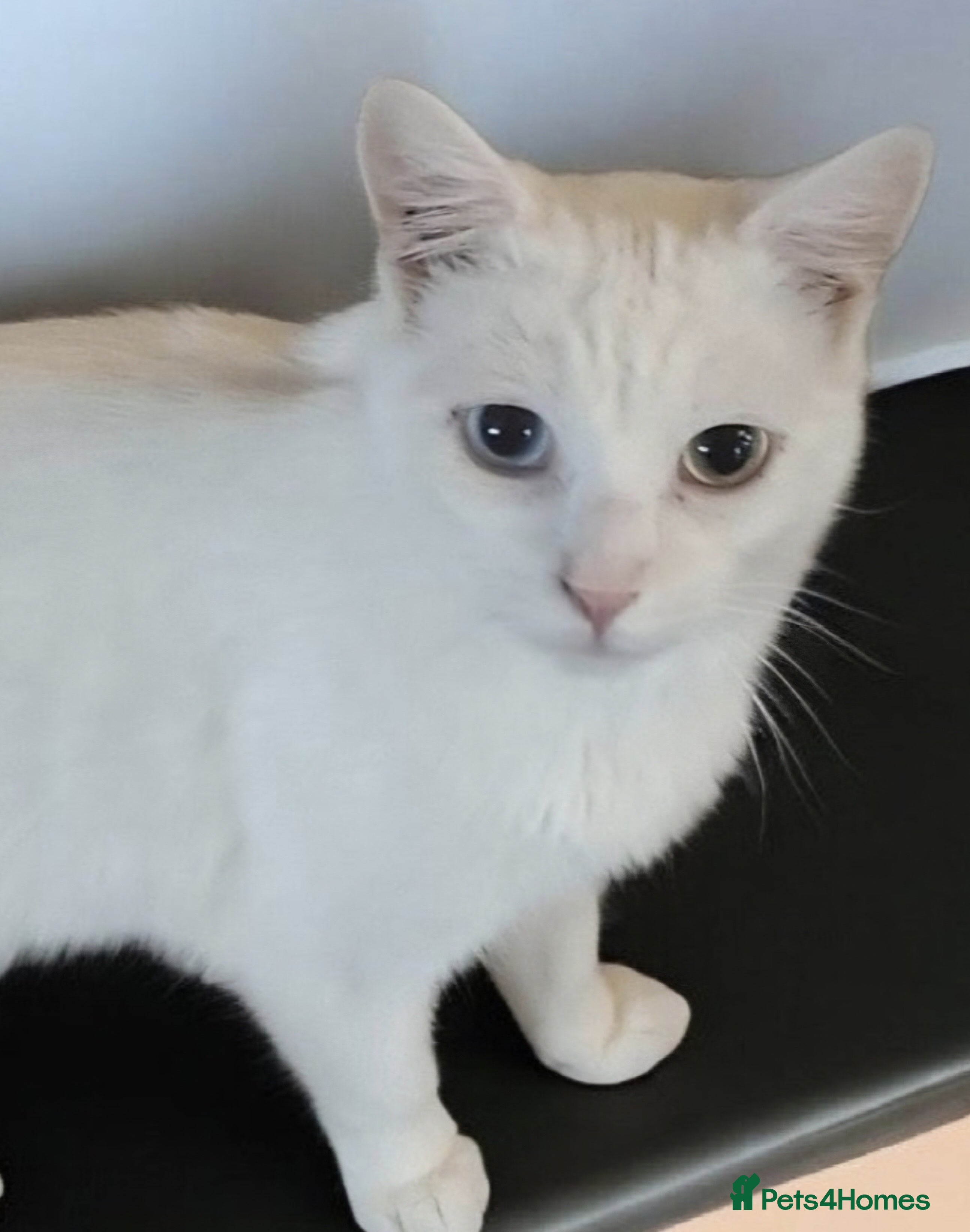 Domestic Shorthair cats A Handsome Lad Looking for His Forever Home 🐾 - Advert 11