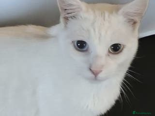 Domestic Shorthair cats A Handsome Lad Looking for His Forever Home 🐾 - Advert 11