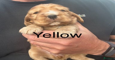 Cocker Spaniel dogs - Advert 8