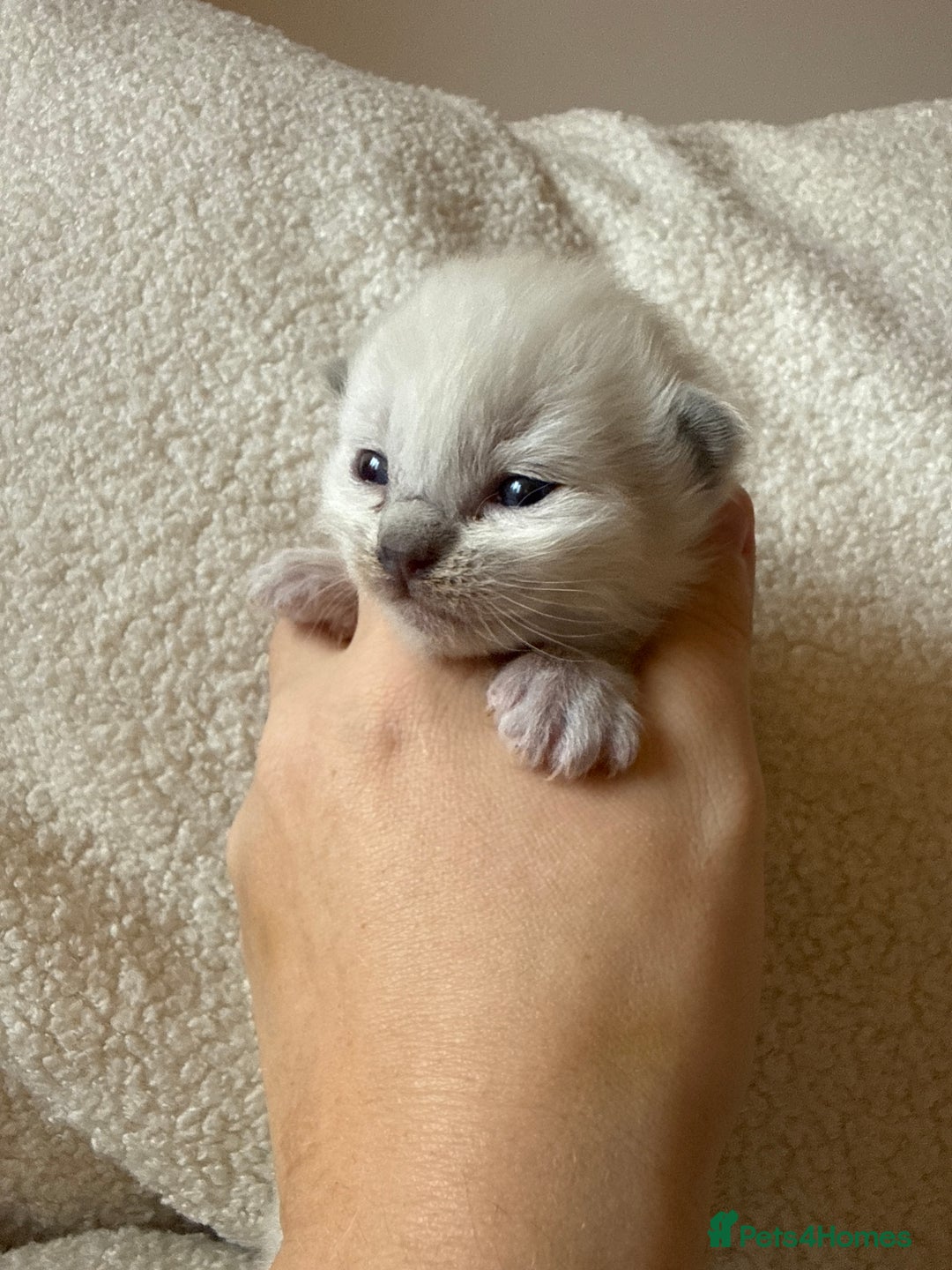 Ragdoll cats for sale: 🥰 blue Ragdolls 🥰 - Advert 12