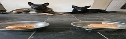 German Shepherd dogs for sale: Kc reg working line German shepherd pups in Barnsley - Advert 21