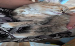 British Longhair cats for sale: 4 Longhaired British mix Kittens  - Image 12