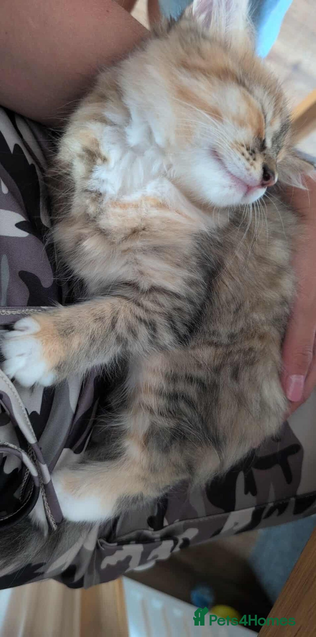 British Longhair cats for sale: 4 Longhaired British mix Kittens  - Image 12