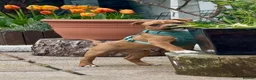 Staffordshire Bull Terrier dogs for sale: Hank. - Advert 13