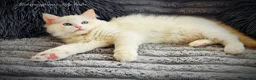 Ragdoll cats for sale: Ragdoll kittens  - Advert 8