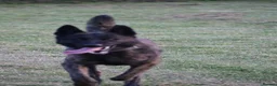Belgian Shepherd Dog dogs for sale: DH male  - Advert 3