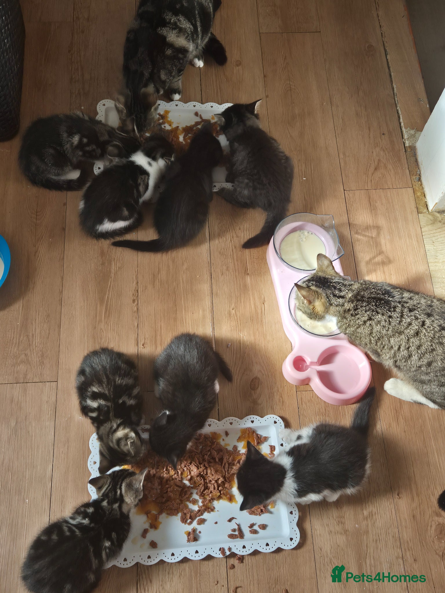 British Shorthair cats for sale: X2 mummys with kittens in London - Advert 13
