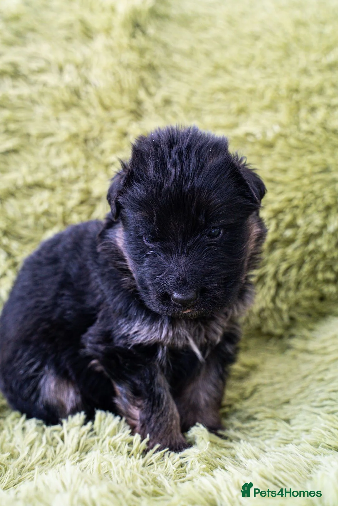 German Shepherd dogs for sale: Fabulous Pups out of Xandor di Casa Massarelli - Advert 6