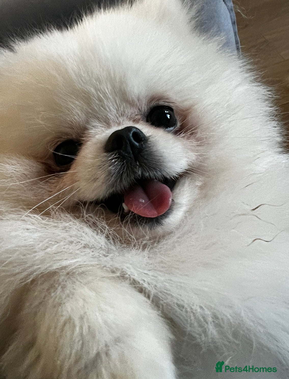 Pomeranian dogs 🌟 PREMIUM STUD SERVICE: "KIMCHI" 🌟 - Advert 22