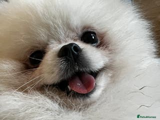 Pomeranian dogs 🌟 PREMIUM STUD SERVICE: "KIMCHI" 🌟 - Advert 7