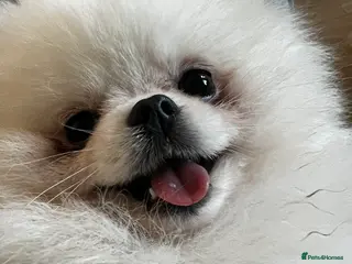 Pomeranian dogs 🌟 PROVEN PREMIUM STUD SERVICE: "KIMCHI" 🌟 - Advert 18