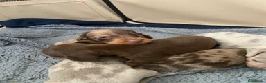 Miniature Dachshund 1