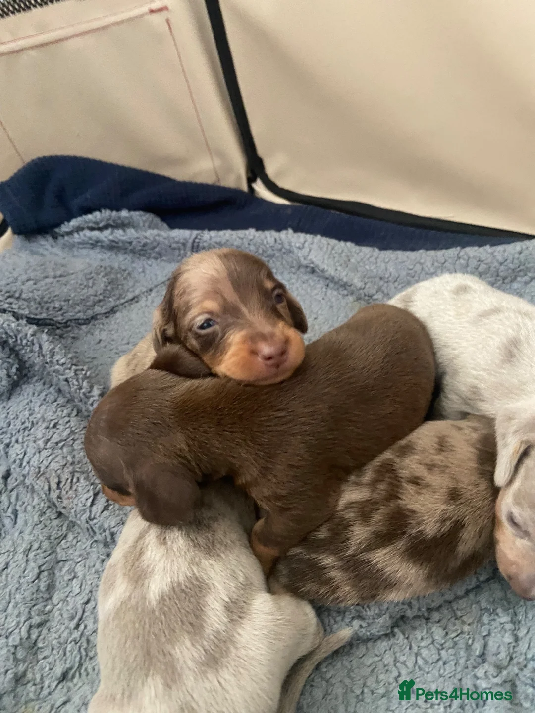 Miniature Dachshund dogs for sale: Miniature Dachsund puppies  - Advert 2