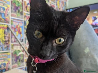 Mixed Breed cats 2 female cats - Advert 1