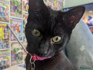 Mixed Breed cats 2 female cats - Advert 19