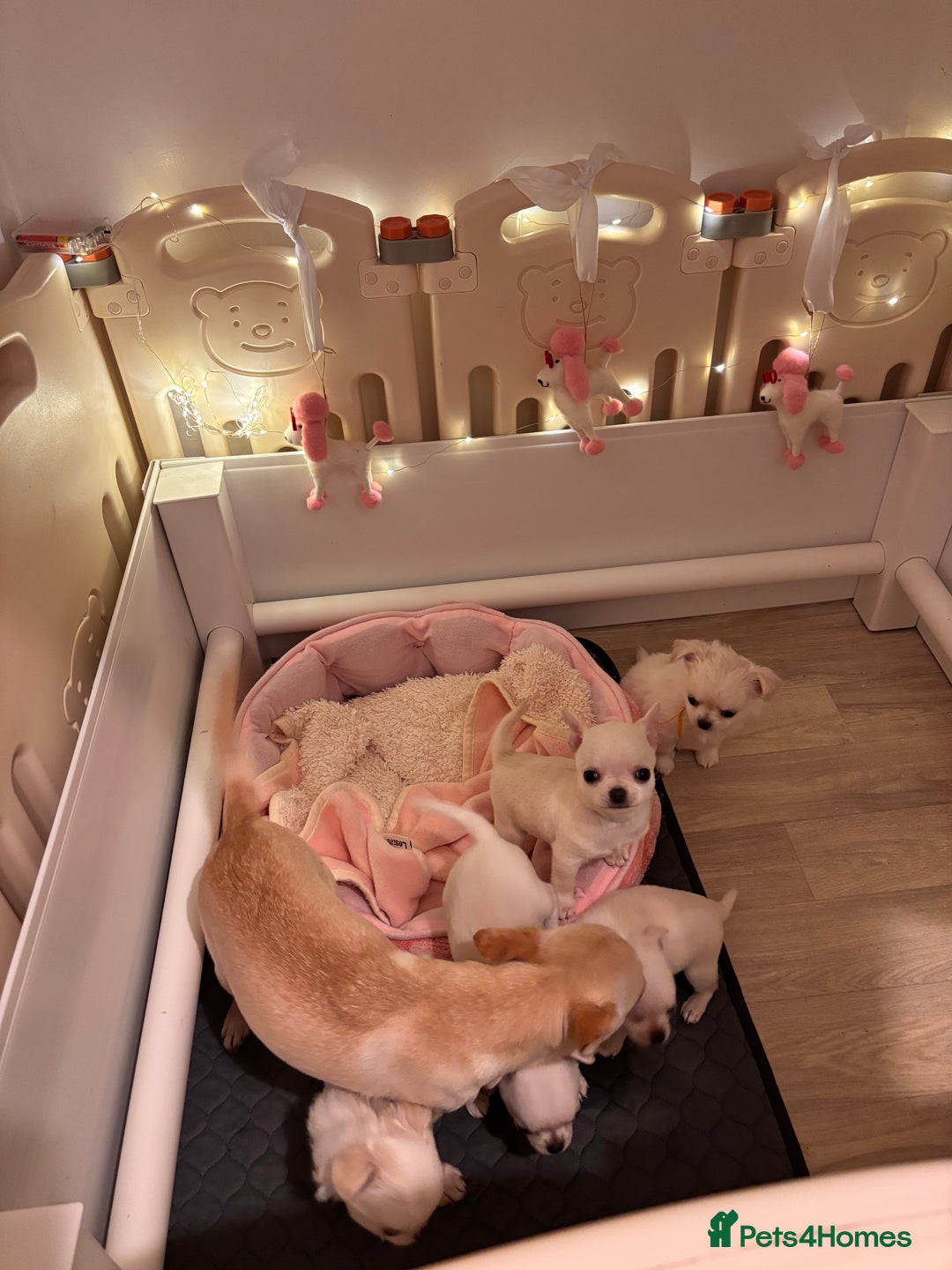 Chihuahua dogs for sale: KC registered beautiful chihuahua puppies - Advert 12