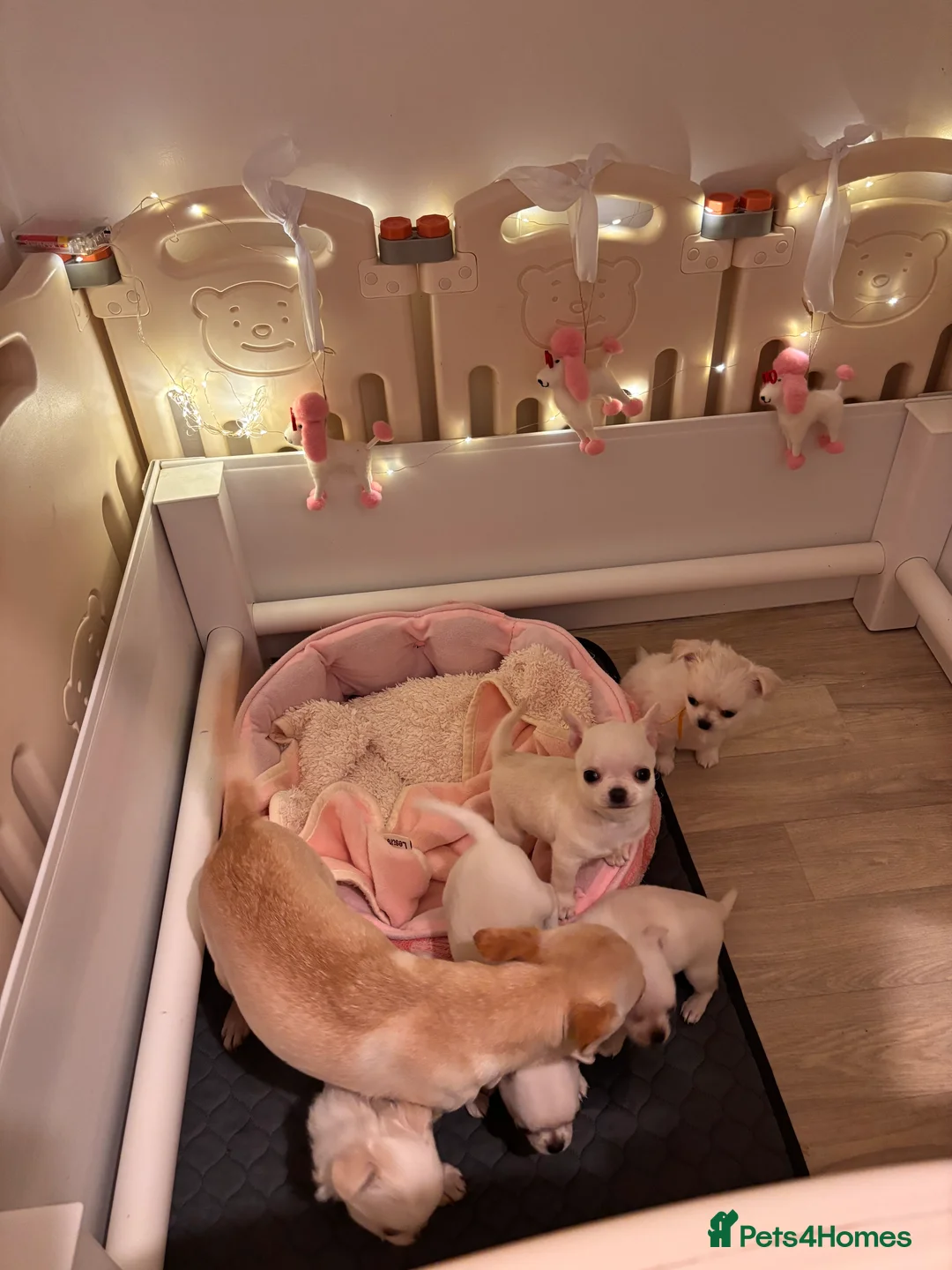 Chihuahua dogs for sale: KC registered beautiful chihuahua puppies - Advert 12