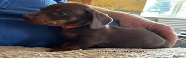Miniature Dachshund 5