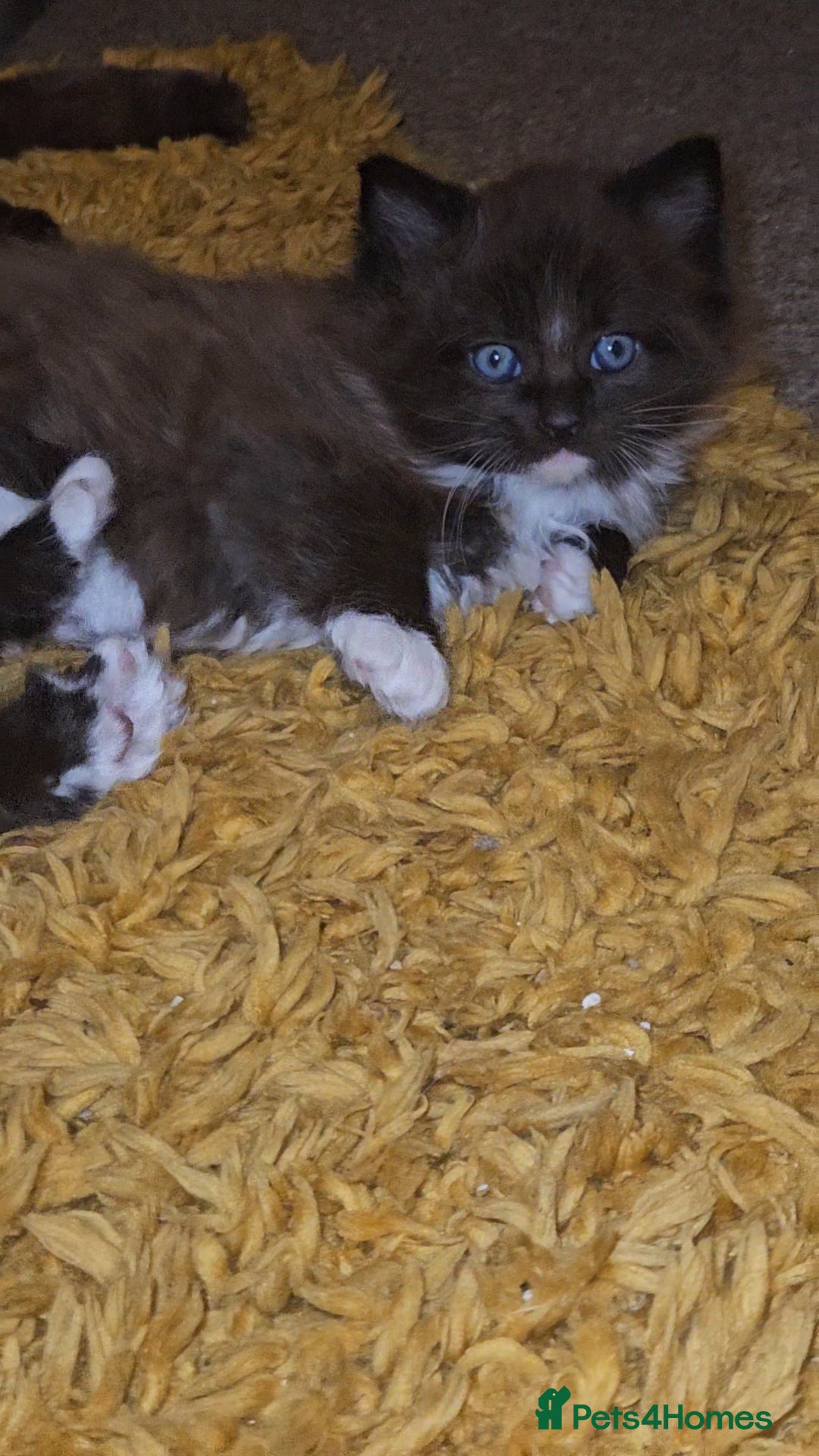 Maine Coon cats for sale: Perfect maine coon cross ragdoll  - Advert 4