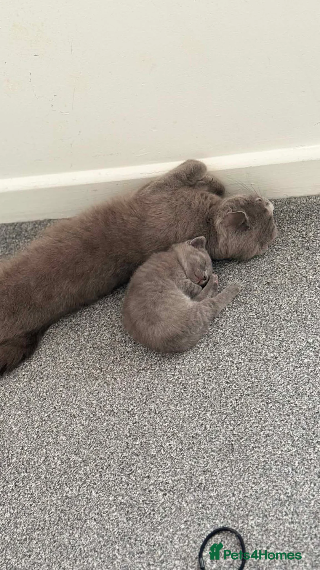 Brazilian Shorthair cats for sale: Stunning Blue British Shorthair (last available) - Advert 4