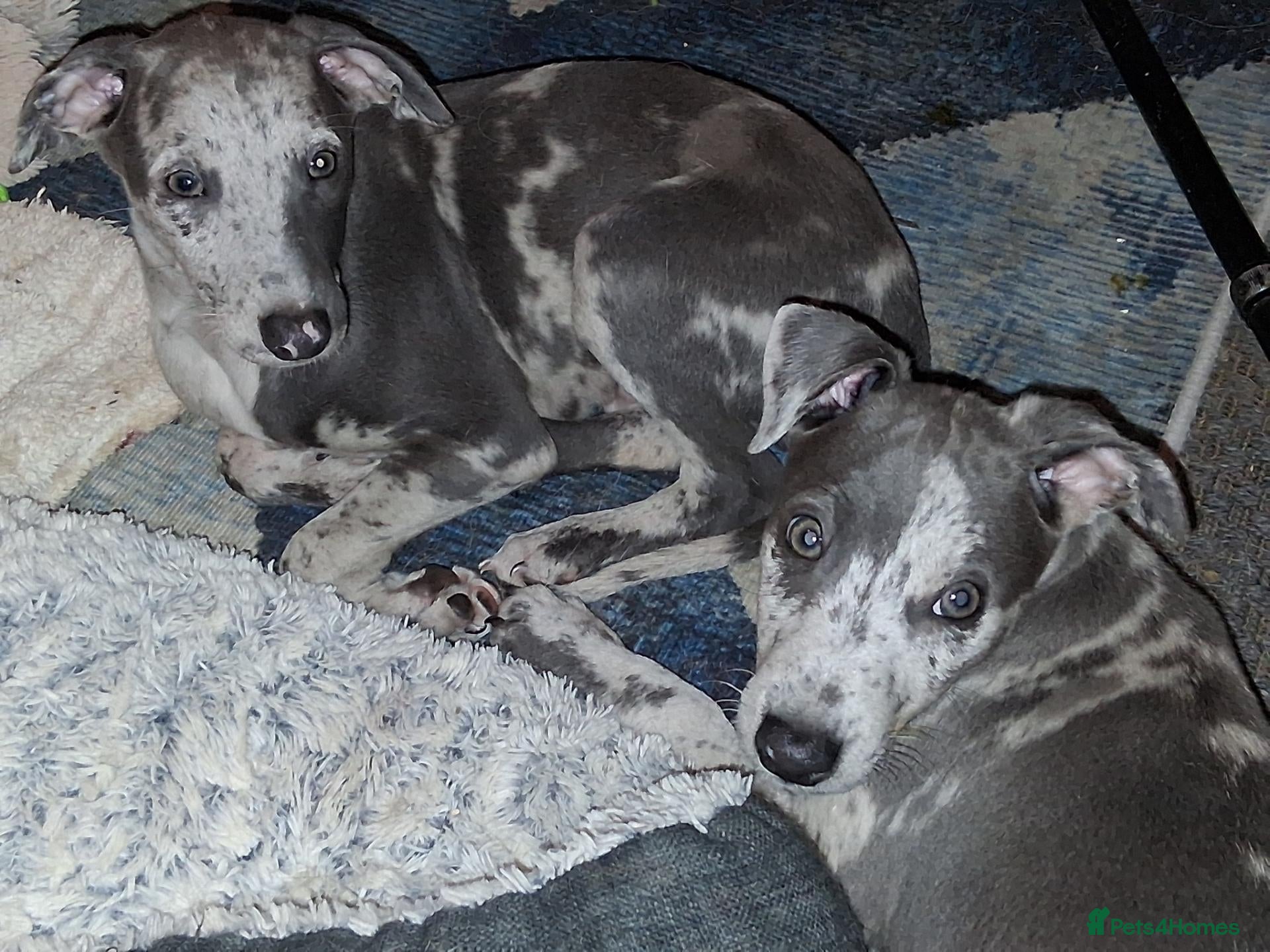 Italian Greyhound dogs Italian greyhound x whippet - Advert 4