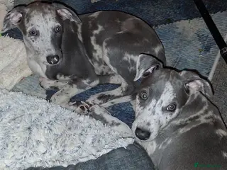 Italian Greyhound dogs Italian greyhound x whippet - Advert 4