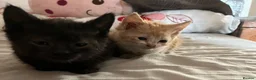 Mixed Breed cats for sale: Last 2 kittens left - Advert 4